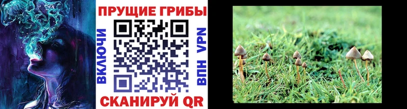 Галлюциногенные грибы ЛСД  blacksprut маркетплейс  Кандалакша  цена наркотик 